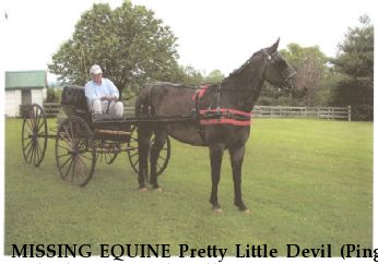 MISSING EQUINE Pretty Little Devil (Ping) and Jake, Near Oak Hall, VA, 23416